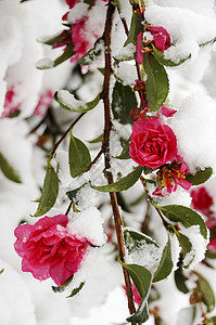 花在雪地里秋天的季节背景图片