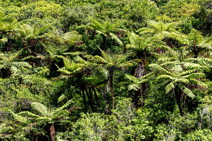 新西兰本地灌木林图片