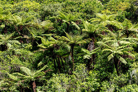 新西兰本地灌木林图片