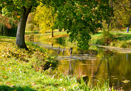 边走边长秋天水面上湖边长着绿叶的树背景