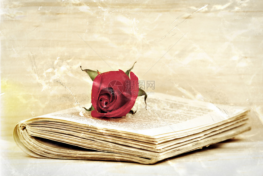 红玫瑰在旧书上在压碎图片