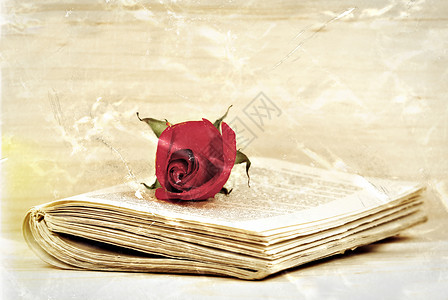 红玫瑰在旧书上在压碎背景图片