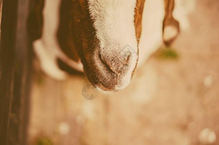 山羊的近鼻子2015年的标志用古董风图片