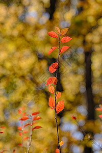 秋天的树枝前景是红叶图片