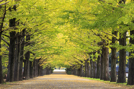 2014年11日在本东京的街道明治神宫外苑附近的街道图片
