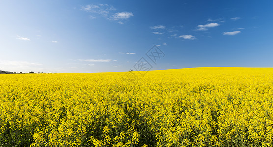 收割前开着金黄色花朵的油菜田背景图片