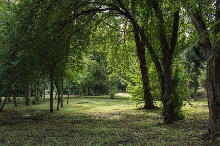 公园里夏天的落叶树图片