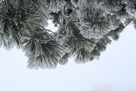 冰晶覆盖的松枝清晨图片