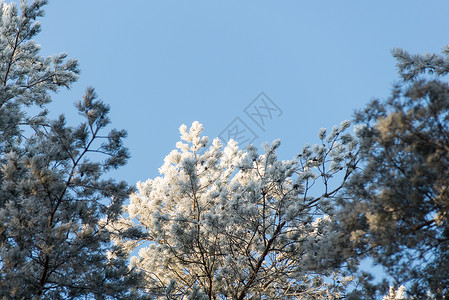 白雪森林的圣诞节背景天空图片