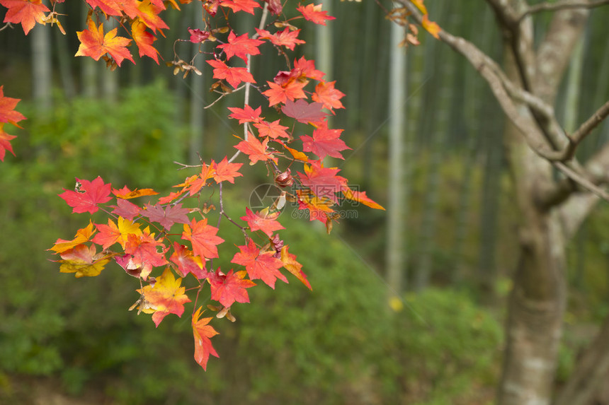 在日本京都的深森林风景中图片