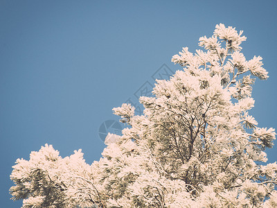 白雪森林的圣诞节背景图片