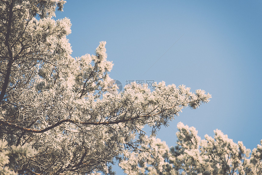 白雪森林的圣诞节背景图片