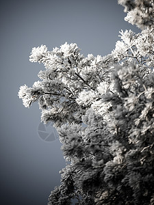 白雪森林的圣诞节背景图片