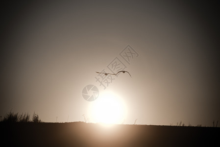 鸟儿在冬天的日落上飞翔古图片