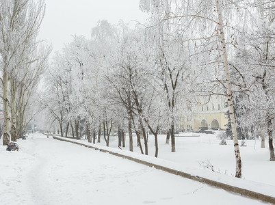 冬季公园里满是新鲜白雪乌高清图片