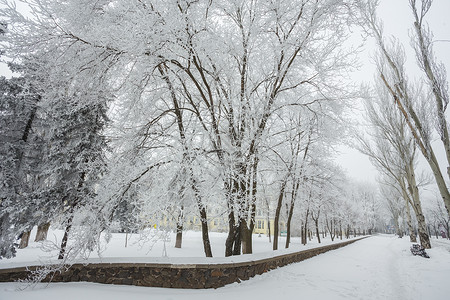 冬季公园里满是新鲜白雪乌高清图片