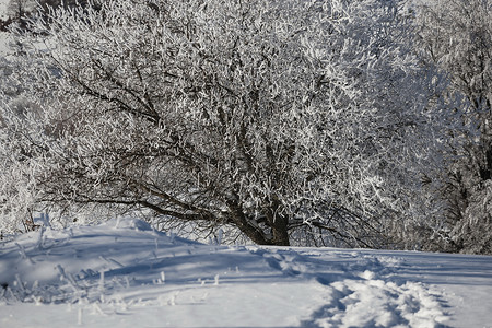 白雪树图片