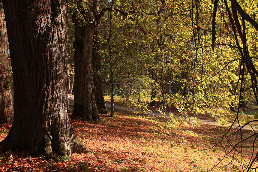 秋季森林自然景观图片