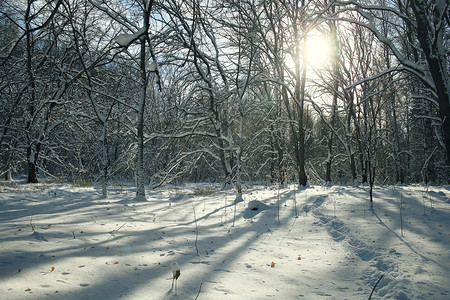 冬天森林里的雪冬天的风景图片