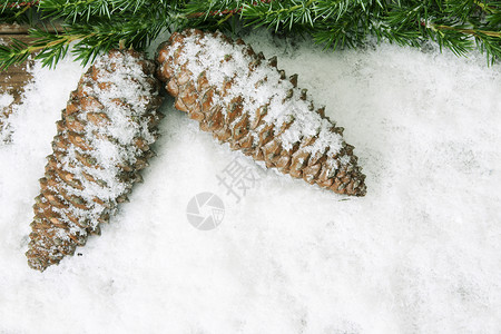 带粉雪的冷杉球果图片