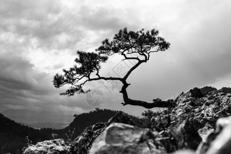 Pine波兰皮涅尼山最有名的图片