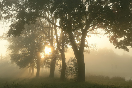 秋天雾蒙的早晨枫树图片