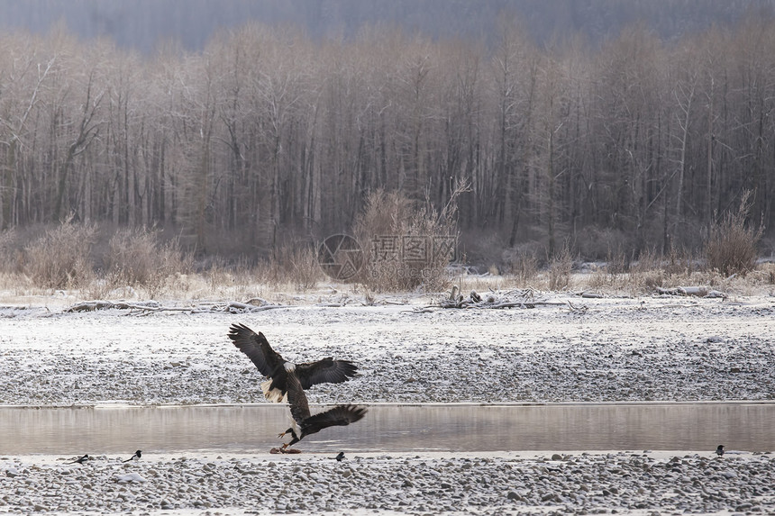 两只秃鹰在海因斯阿拉斯加附近的ChilkatBald鹰保图片