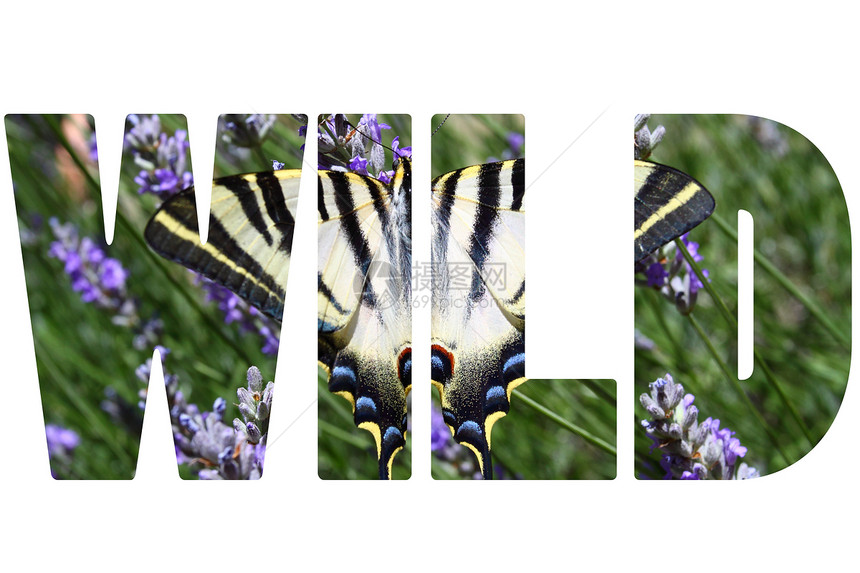 坐在熏衣草上的美丽的蝴蝶上Wor图片