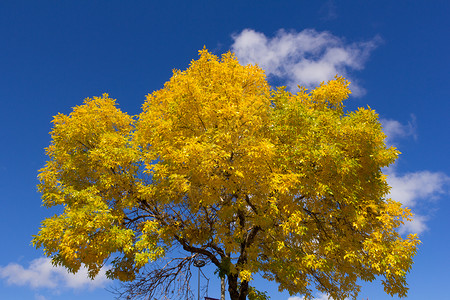 秋天明亮的黄色树图片