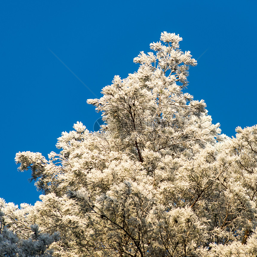 白雪森林的圣诞节背景天空图片