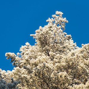 白雪森林的圣诞节背景天空图片