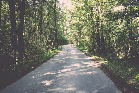 森林中稍亮的道路倒退古图片