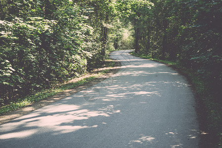 森林中稍亮的道路倒退古图片