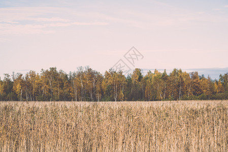 Latvia的秋季彩色乡村风景古老图片