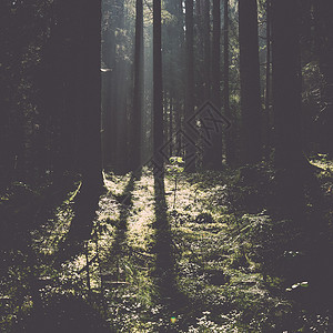 乡村早晨阳光照射的林道复古复图片