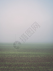 浓雾中美丽的绿色草地树木孤寂复古复图片