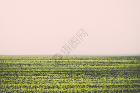 浓雾中美丽的绿色草地树木孤寂复古复图片