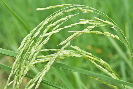 它拥有世界第五大水稻种植面积图片