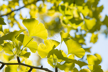 秋季黄绿色银杏叶特写图片
