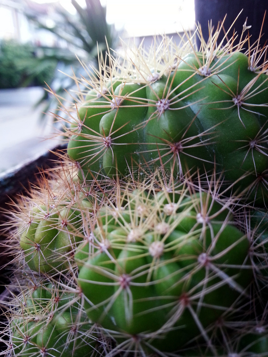 美丽的仙人掌植物在美丽图片