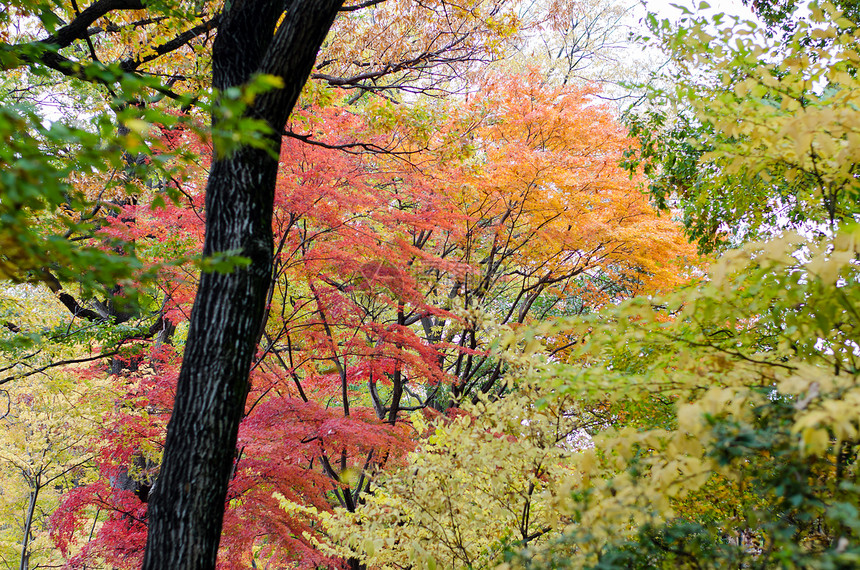 秋季色彩缤纷的日本枫叶图片
