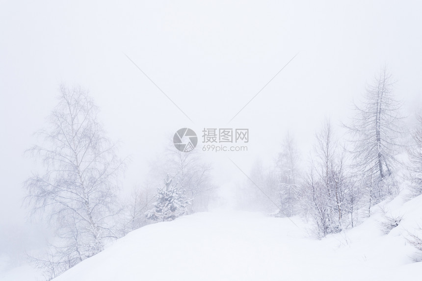雪坡上有优雅的白桦树图片