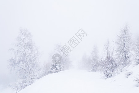 雪坡上有优雅的白桦树图片