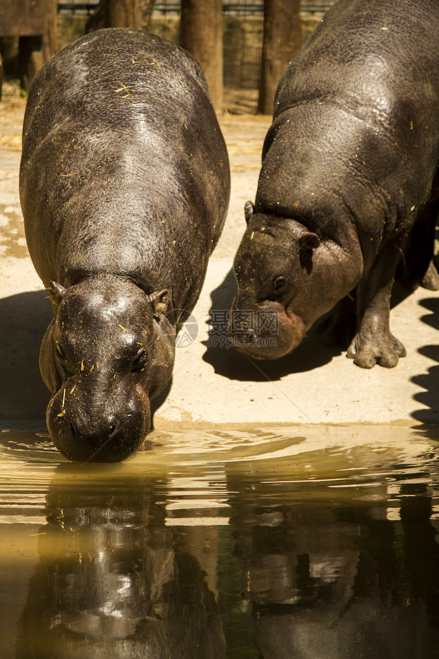 动物园中濒危的俾格米河马PygmyHippopota图片
