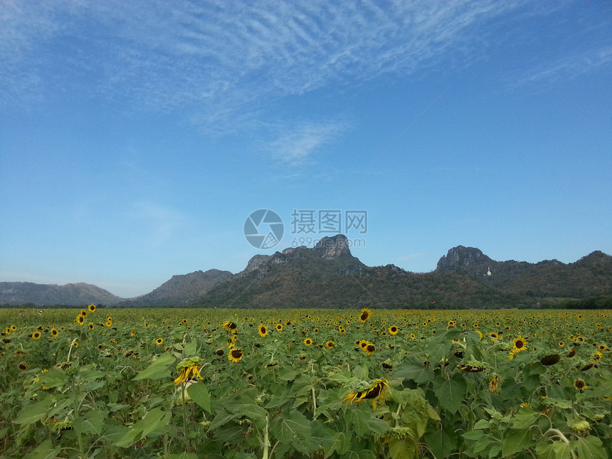 美丽的向日葵田和蓝天图片