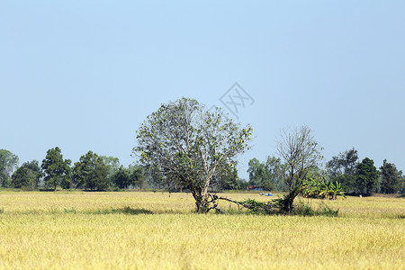 泰国农村的稻田图片