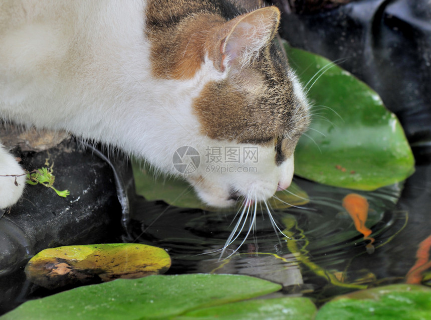 猫从池塘里喝水看金鱼图片