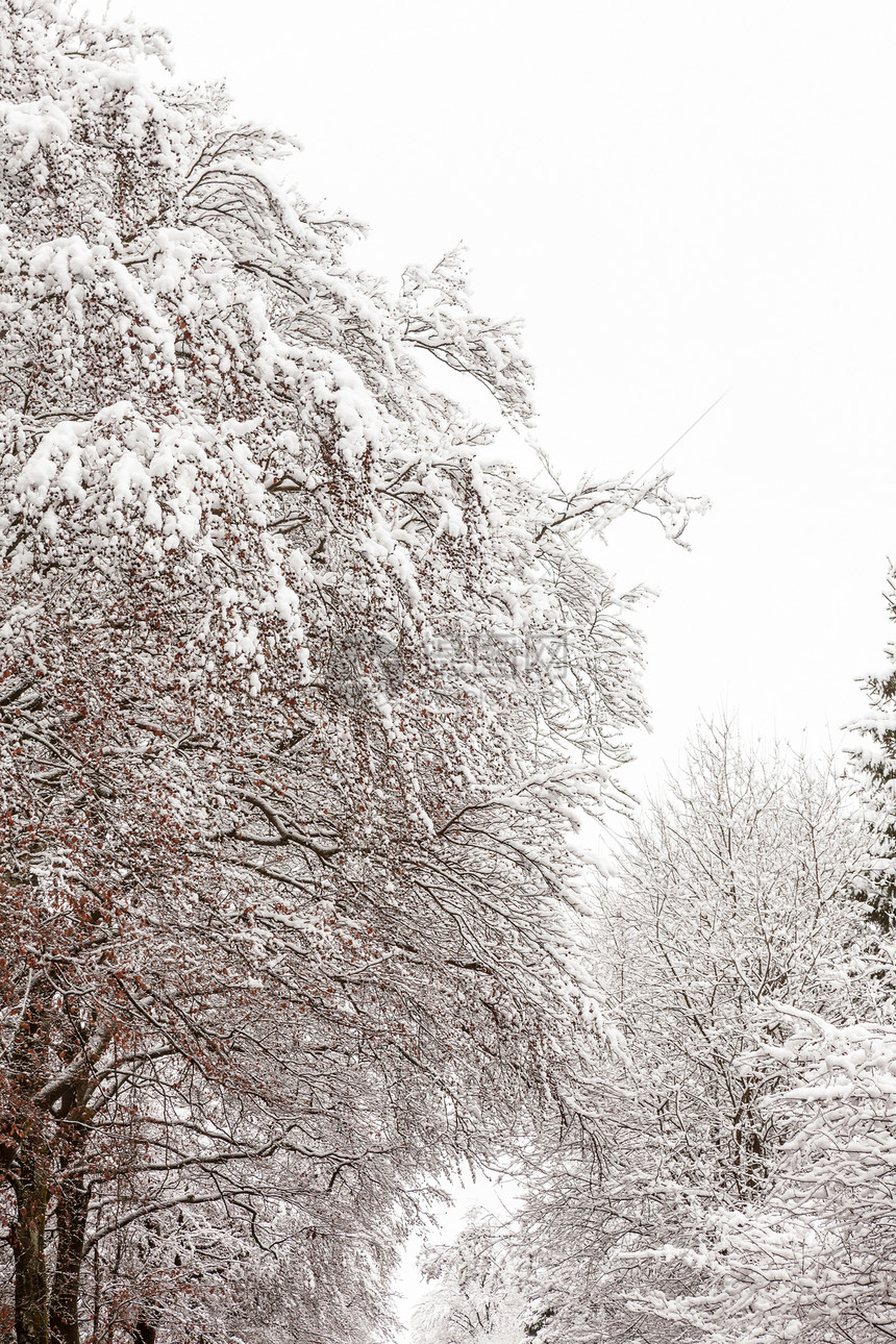 冬天冻树和雪地路图片