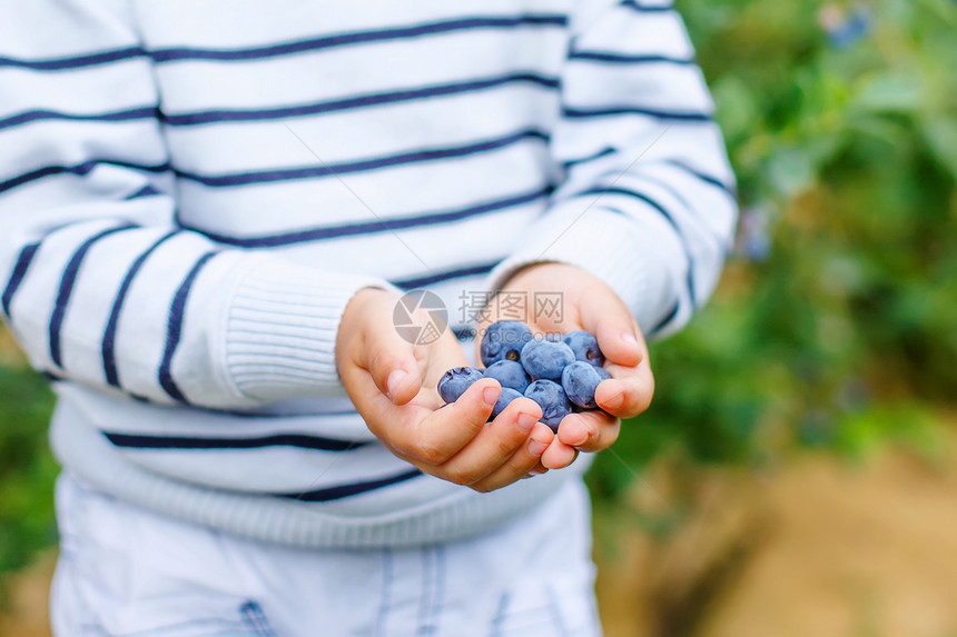小男孩在有机自采农场上拿着蓝莓有趣的孩子吃新鲜浆果作为儿童和成人的健康零图片