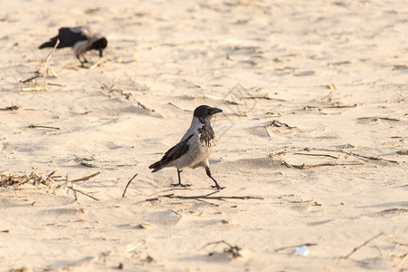 乌鸦走在沙滩上特写图片